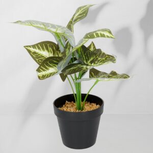 Roślina doniczkowa Maranta 6402 35 cm