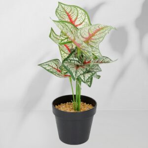 Roślina doniczkowa Kaladium 6403 35 cm