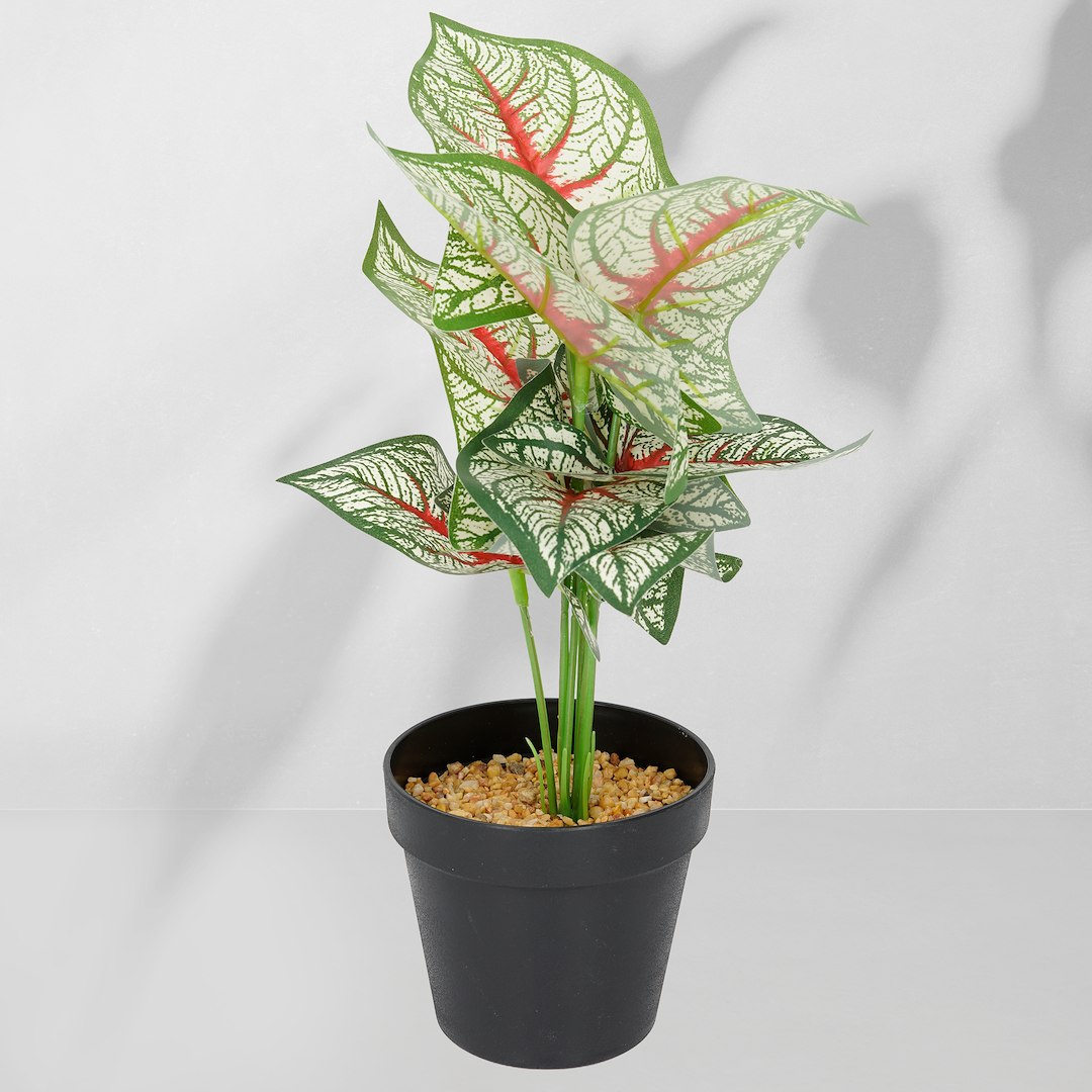 Roślina doniczkowa Kaladium 6403 35 cm
