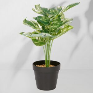 Roślina doniczkowa Monstera ciemna 6406 34 cm