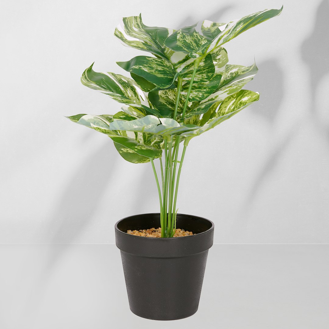 Roślina doniczkowa Monstera ciemna 6406 34 cm