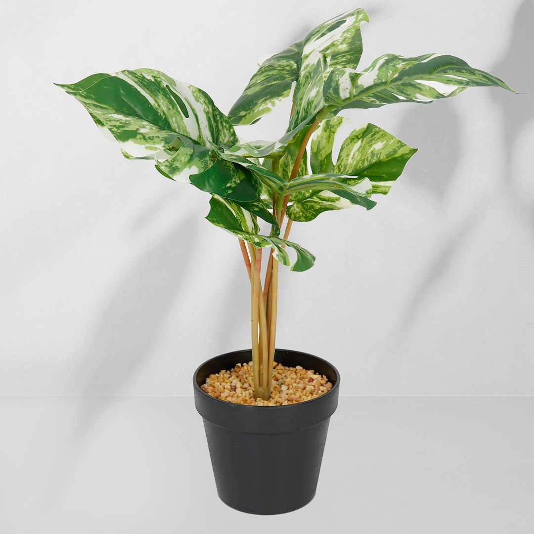 Roślina doniczkowa Monstera jasna 6407 46 cm